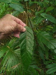 Macaranga subdentata