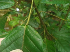 Macaranga subdentata