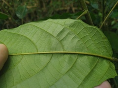 Macaranga subdentata