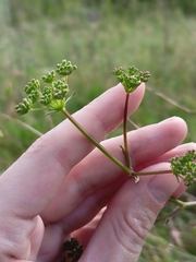 Peucedanum alsaticum