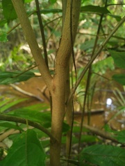 Macaranga subdentata