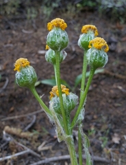 Senecio integerrimus major