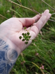 Peucedanum alsaticum