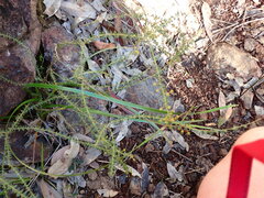 Acacia hubbardiana