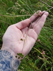 Peucedanum alsaticum