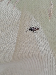 Cremnocephalus alpestris