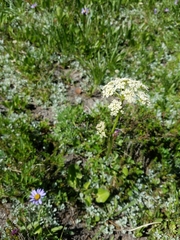 Ligusticum grayi
