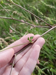 Peucedanum alsaticum