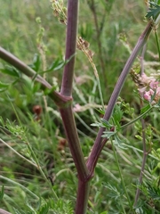 Peucedanum alsaticum
