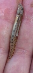 Cobitis taenia