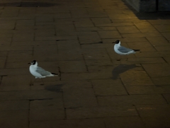 Chroicocephalus ridibundus