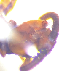 Lithobius