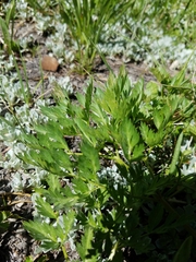 Ligusticum grayi