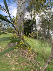 Acacia macradenia