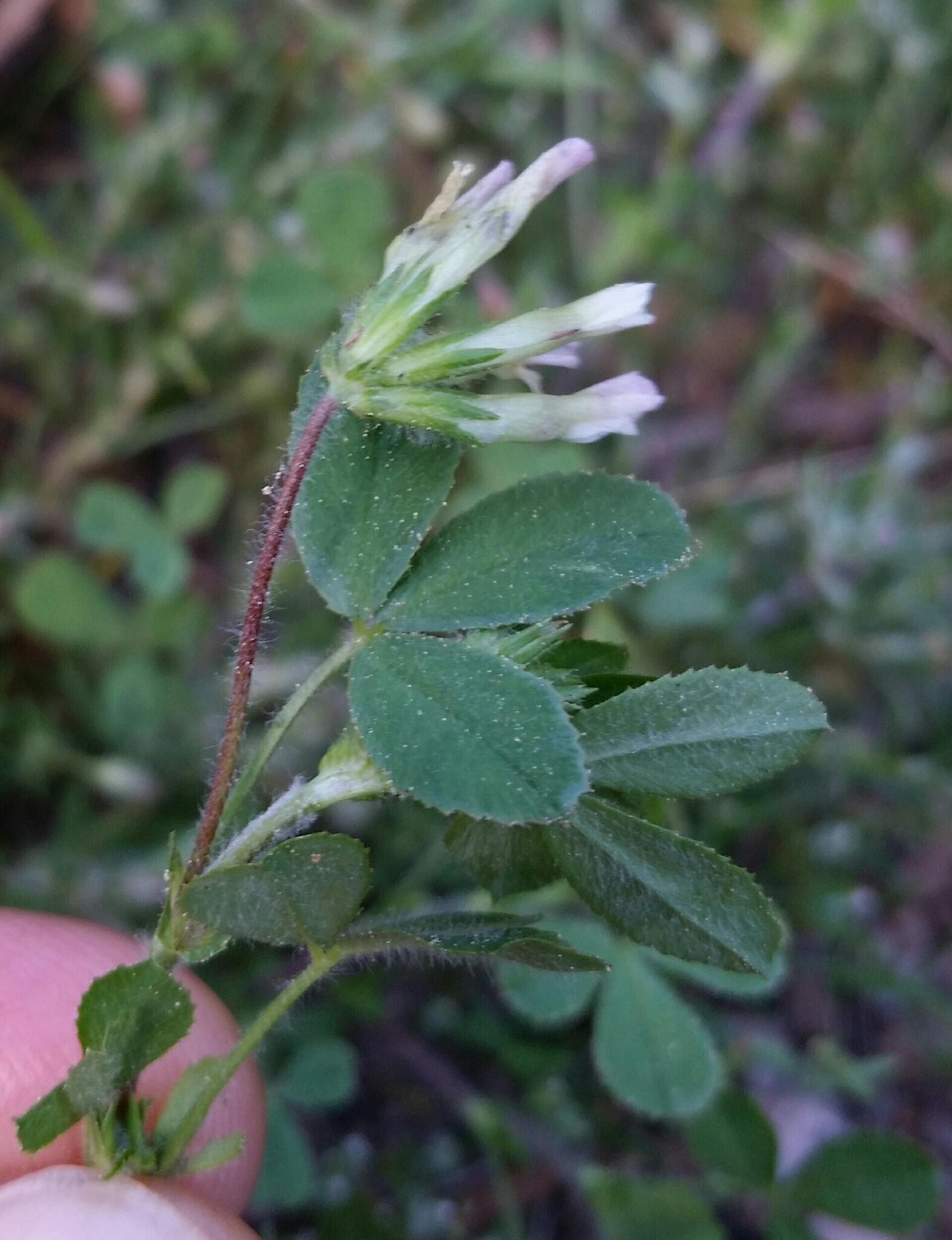 Trifolium monanthum ssp. parvum