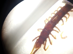 Lithobius