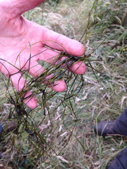 Potamogeton trichoides