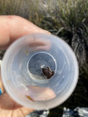 Arthroleptella lightfooti