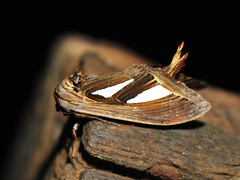 Tarsolepis rufobrunnea