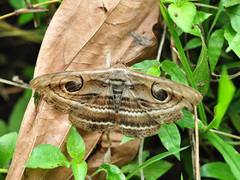 Spirama retorta