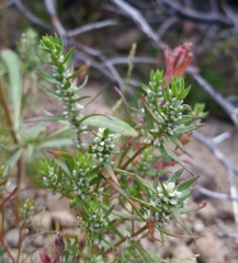 Polygonum polygaloides kelloggii