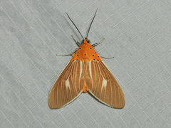 Asota producta