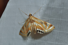 Eoophyla sejunctalis