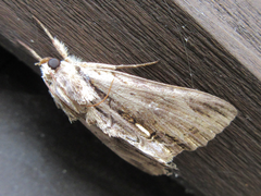 Ercheia niveostrigata