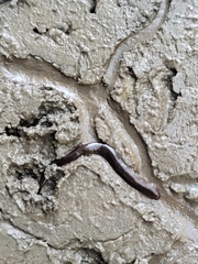 Erpobdella octoculata