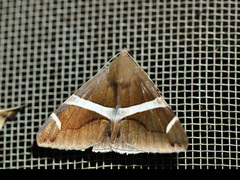 Bastilla arctotaenia