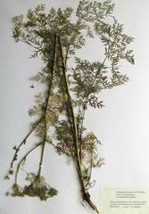 Peucedanum coreanum