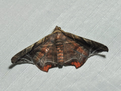Episparis tortuosalis
