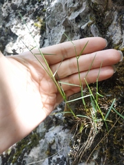 Poa sterilis