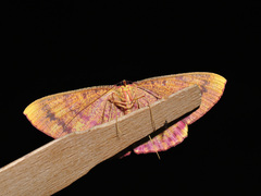 Eumelea rosalia