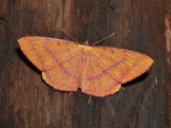 Eumelea rosalia