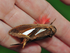 Tarsolepis rufobrunnea
