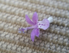 Trichostema oblongum