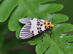 Ammatho hypoprepioides