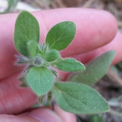 Trichostema oblongum