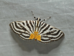 Dichocrocis rigidalis