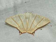 Ourapteryx contronivea