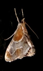 Glaphyriinae