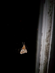 Glaphyriinae