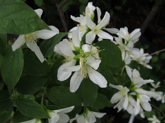 Philadelphus brachybotrys