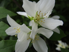 Philadelphus brachybotrys