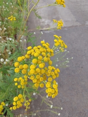Tanacetum vulgare