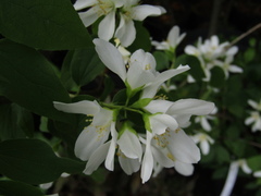 Philadelphus brachybotrys