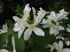 Philadelphus brachybotrys