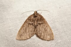 Hydriomena impluviata