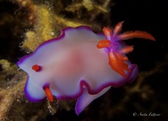 Hypselodoris brycei